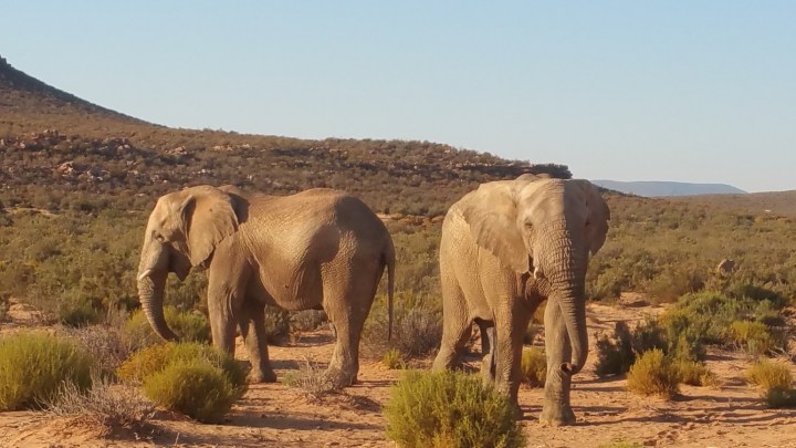 Two Elephants
